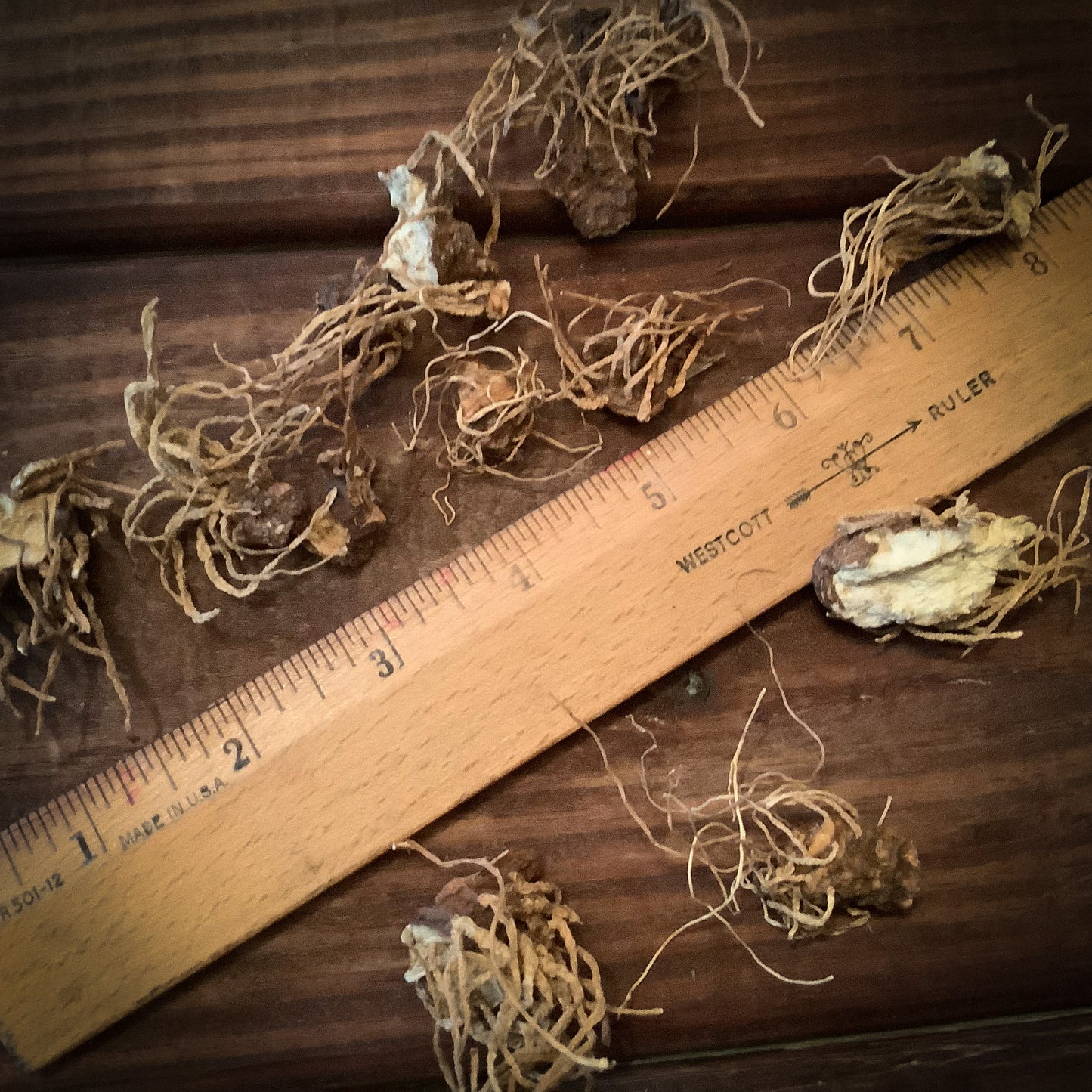 Dixie John Root, Trillium, Beth Root, Whole Root ~ 3 Pack