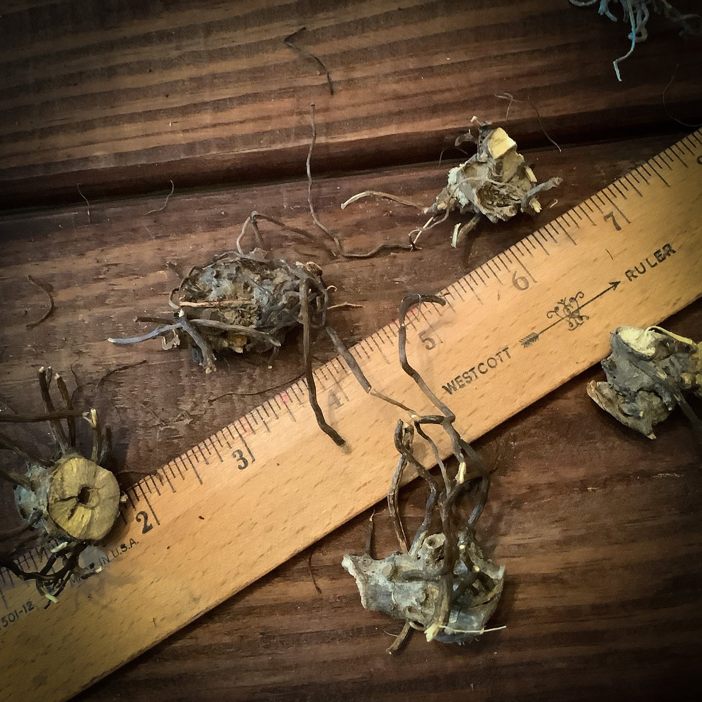 Gravel Root, Queen of the Meadow, Whole Root ~ 1 Pack