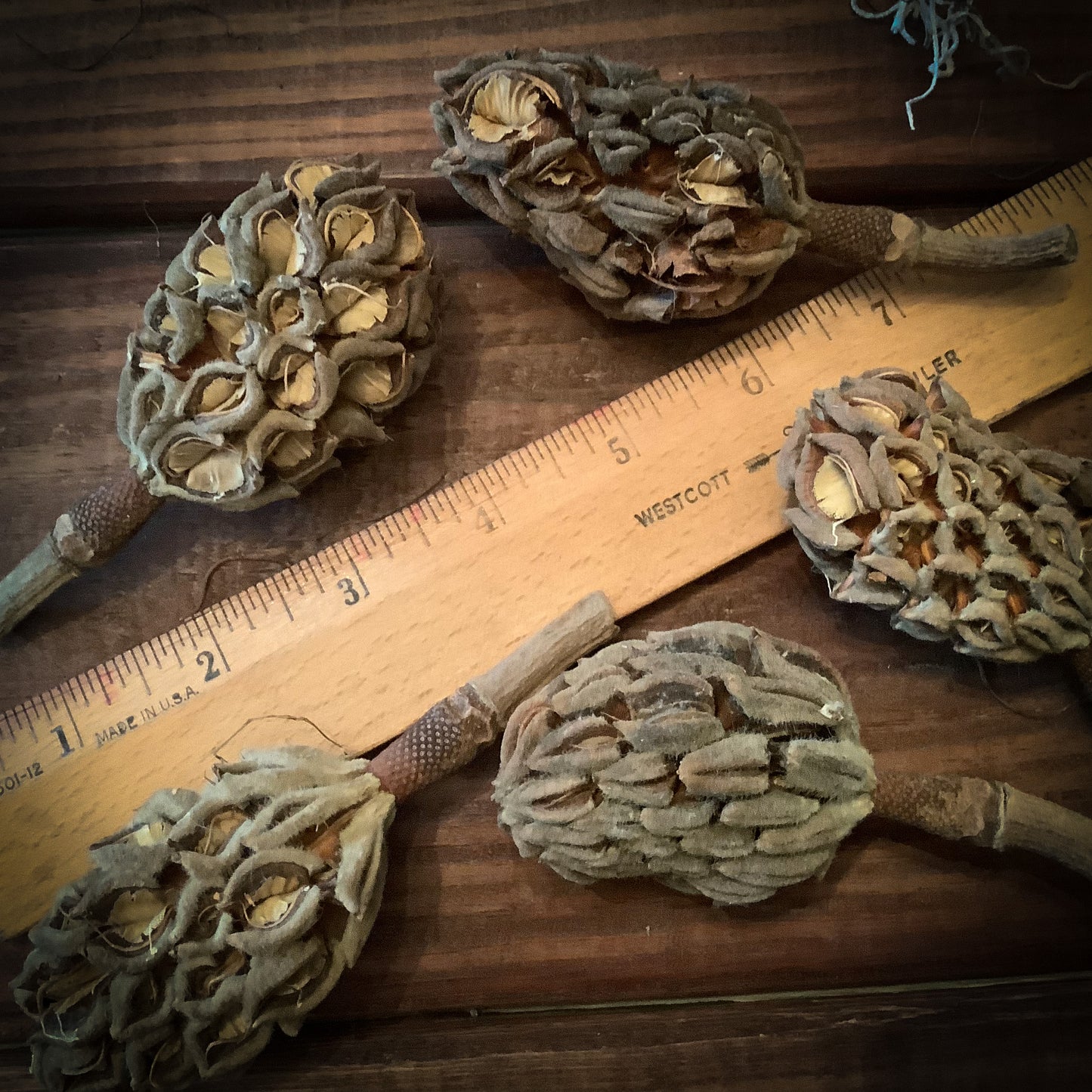 Magnolia Cone, Whole Cone ~ 1 Pack